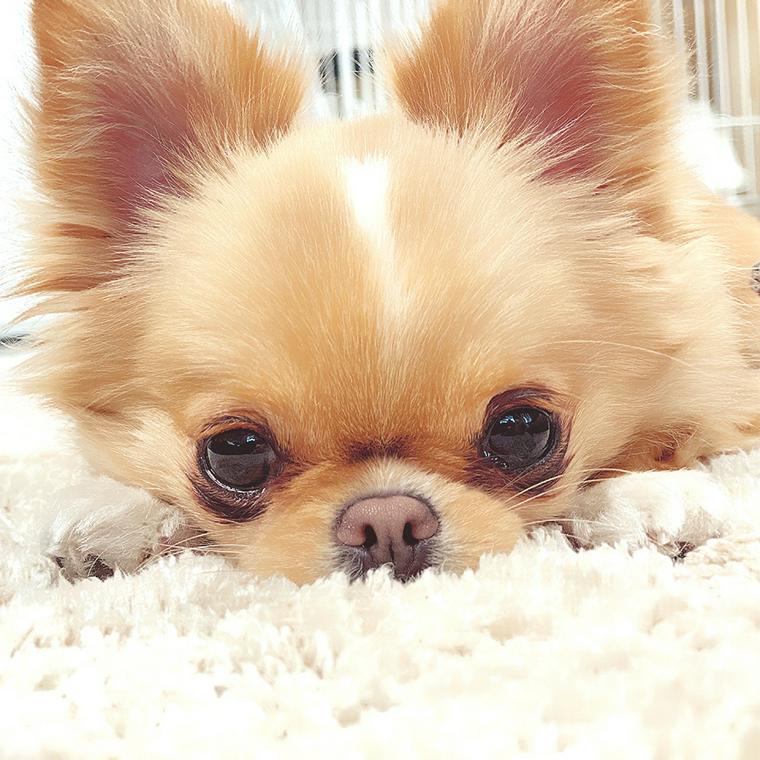 眠そうな犬