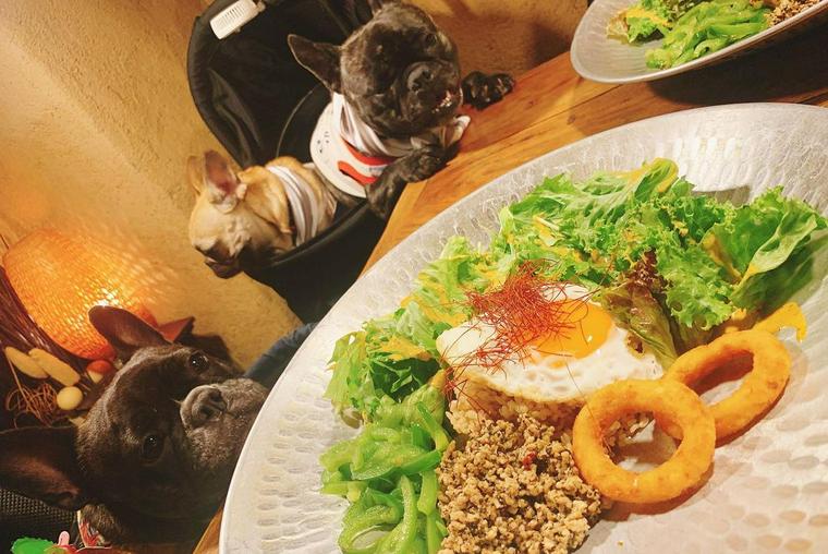 川越のドッグカフェで過ごす犬