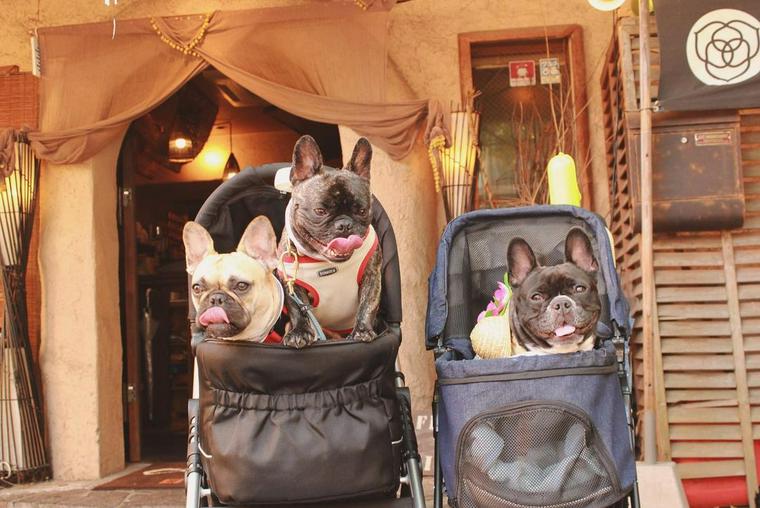 川越のドッグカフェで過ごす犬