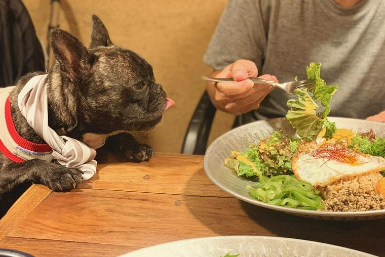 川越のドッグカフェで過ごす犬