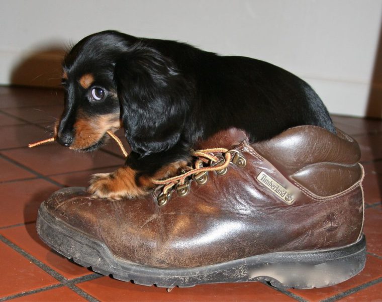 ダックスフンドの子犬
