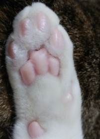 猫の肉球 米つぶ型