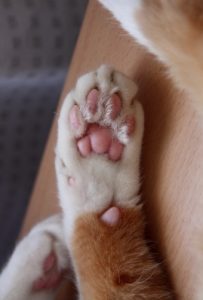 猫の肉球 三つ葉型