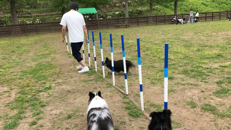アジリティーで遊ぶシェルティ