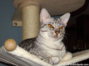 オシキャット