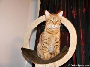 オシキャット