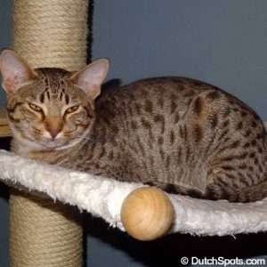 オシキャット