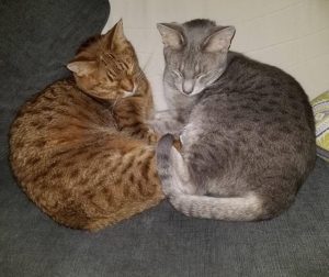 オシキャット
