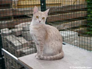 オシキャット