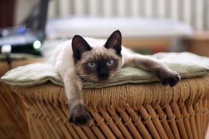 20170529_siamese_ky_002