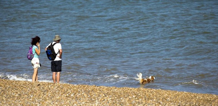 海辺を散歩する飼い主と犬