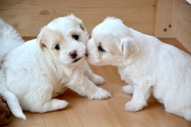 犬