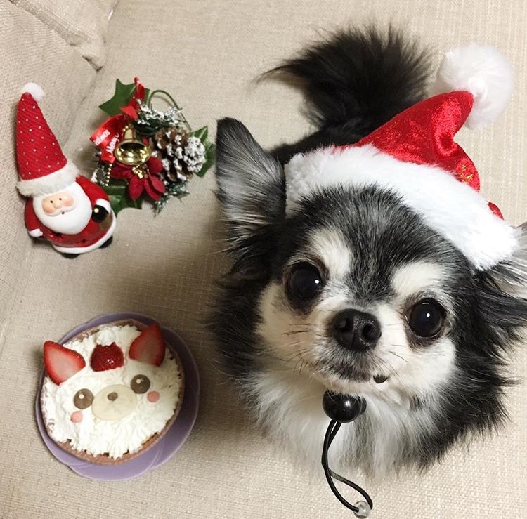 2クリスマスプレゼントとチワワ