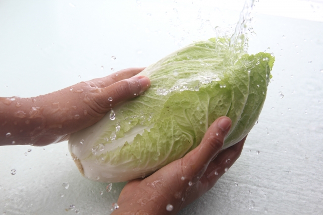 白菜を水洗いする様子