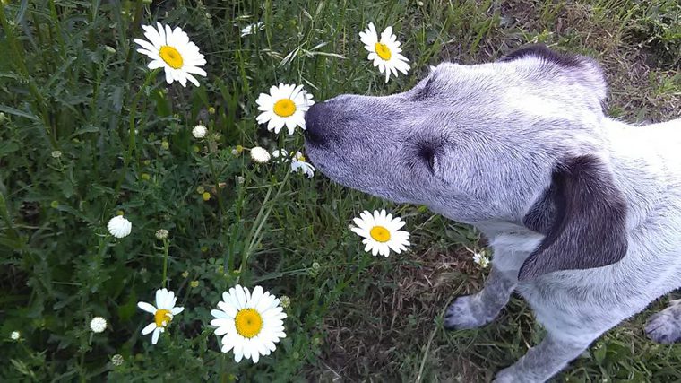 花の匂いを嗅ぐ犬