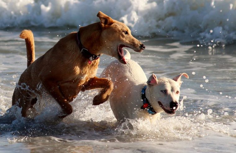 海で遊ぶ犬たち