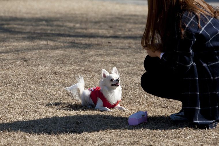 マテの練習をする犬