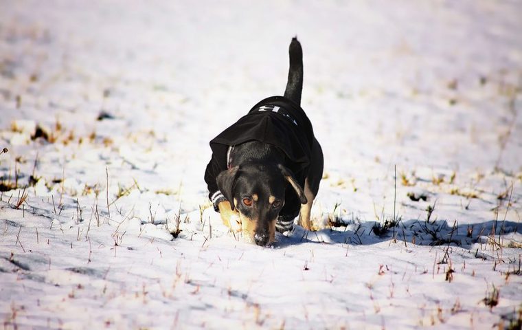 雪の上を歩く犬