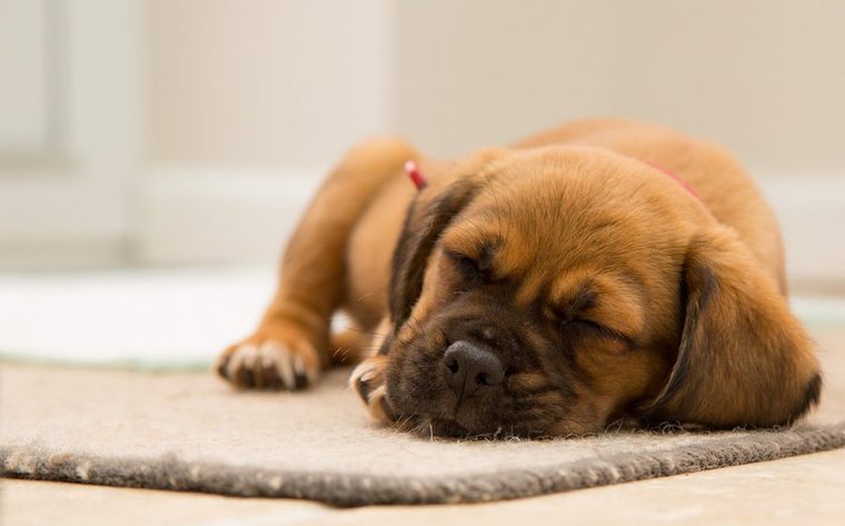 眠る子犬