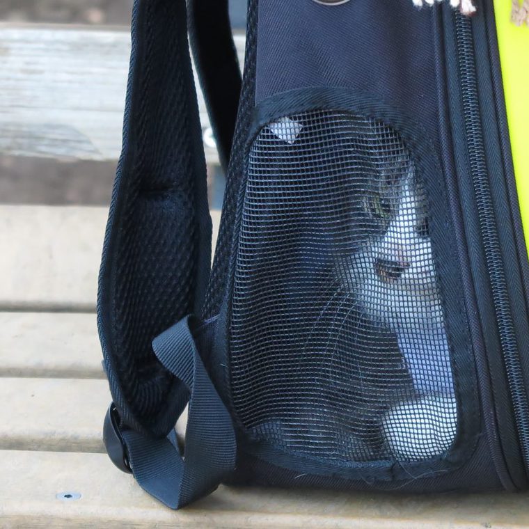ペットキャリーから顔を覗かせる猫