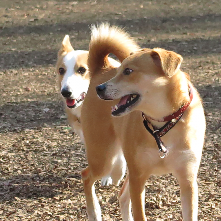代々木公園ドッグランでのコルクとアル