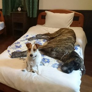20180223_ooitayado_hh