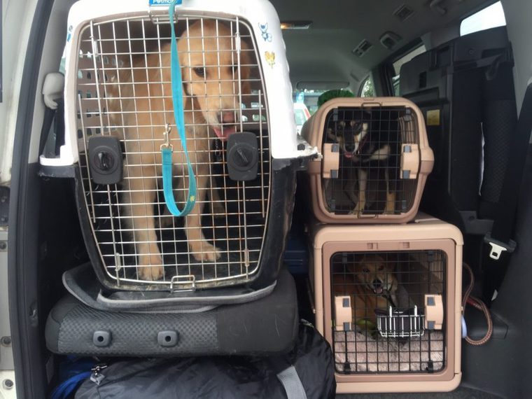 隠す 初心者 食用 犬 ゲージ 車 Espaisalut Net