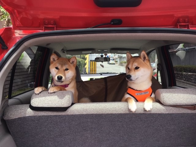 Image result for 柴犬 車で旅行する
