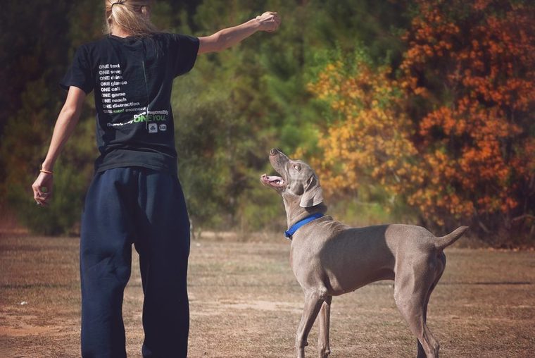 女性と犬