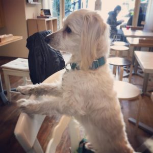 20180319_kitijyoujicafe_hh_1