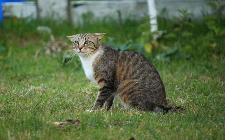 怖がる猫