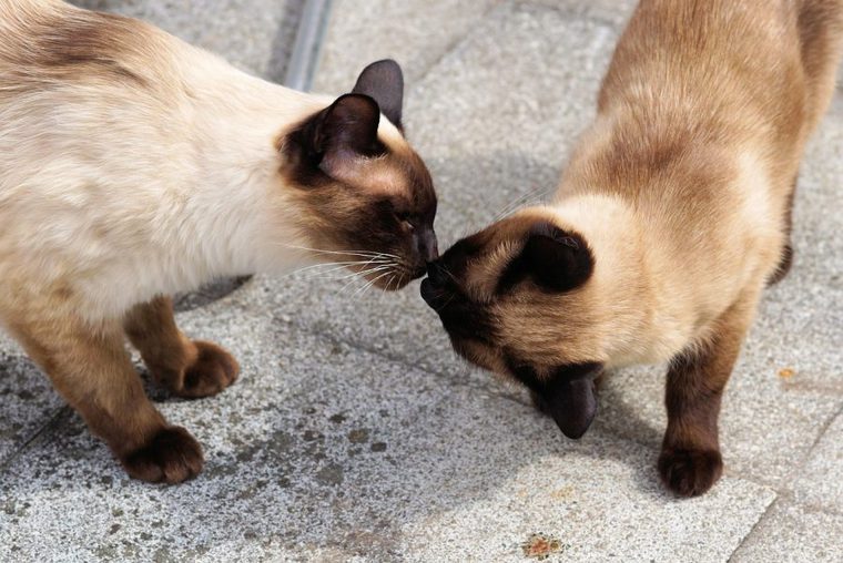 猫同士の挨拶