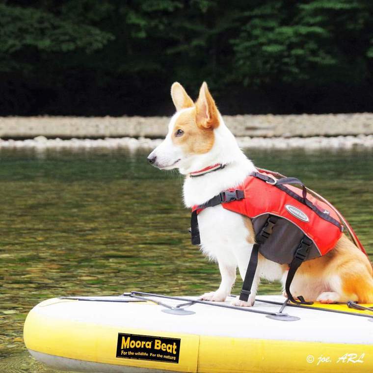 犬と遊べるSUP(サップ)